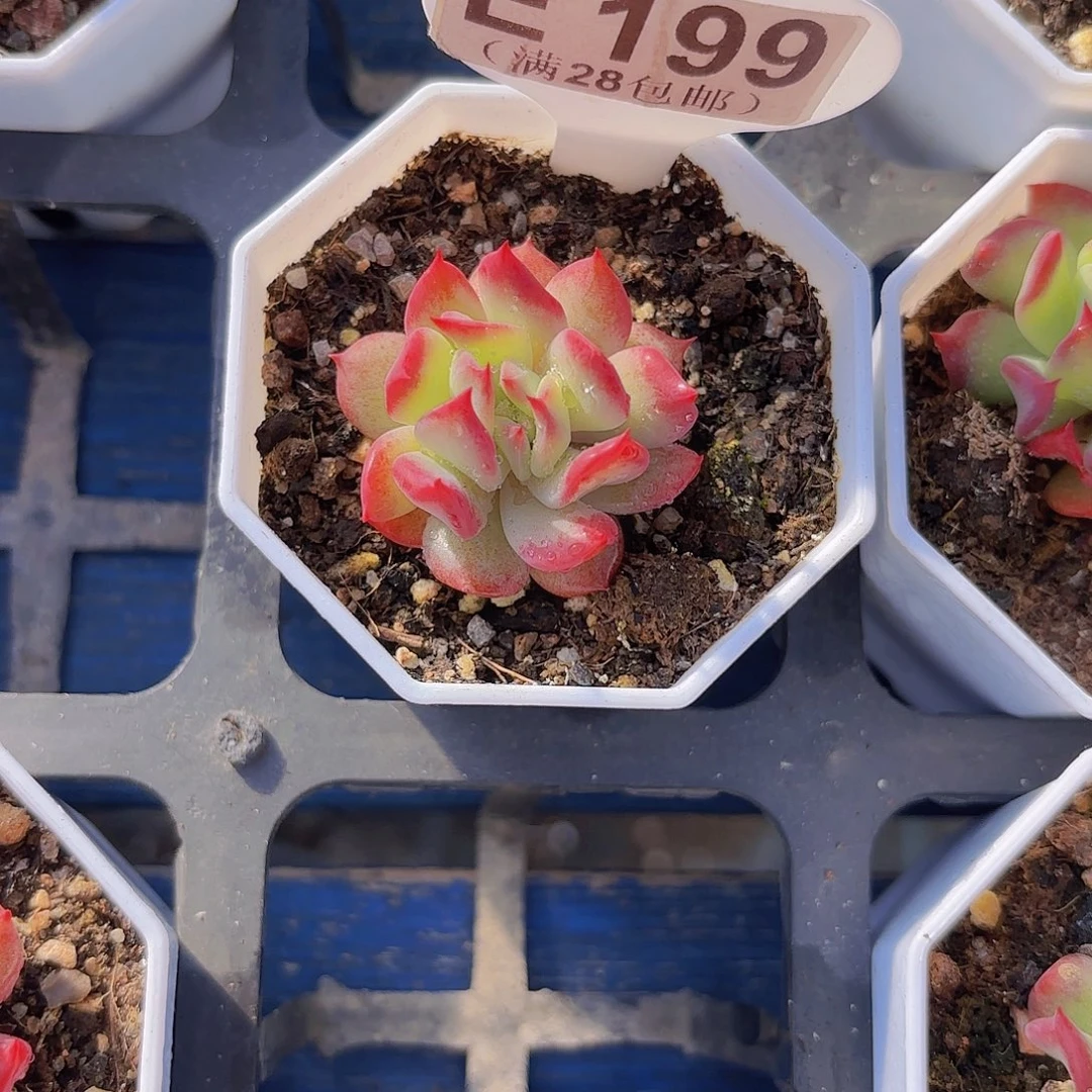 E199不知名一物一拍