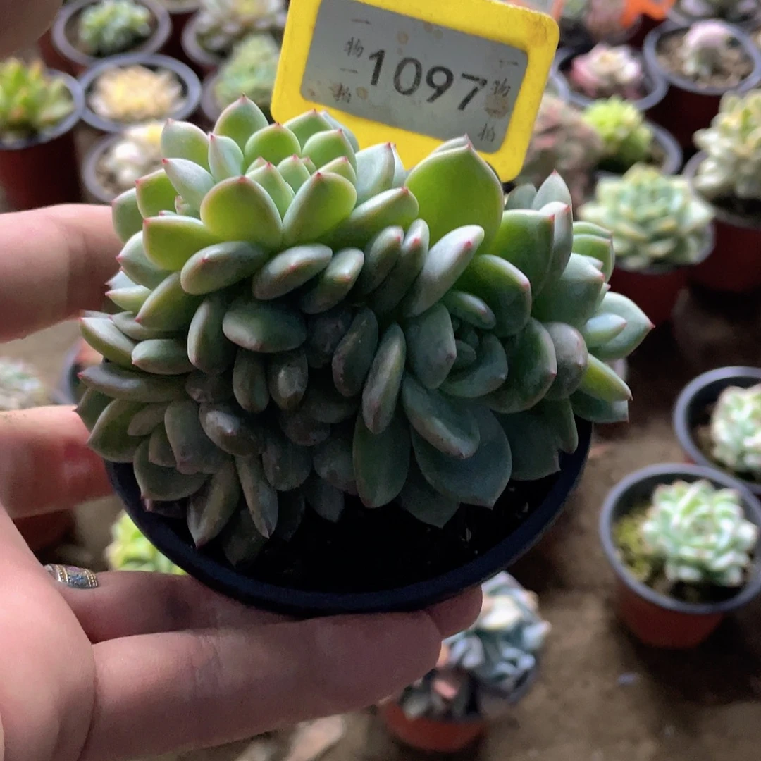 西***心1097号多肉植物盆栽