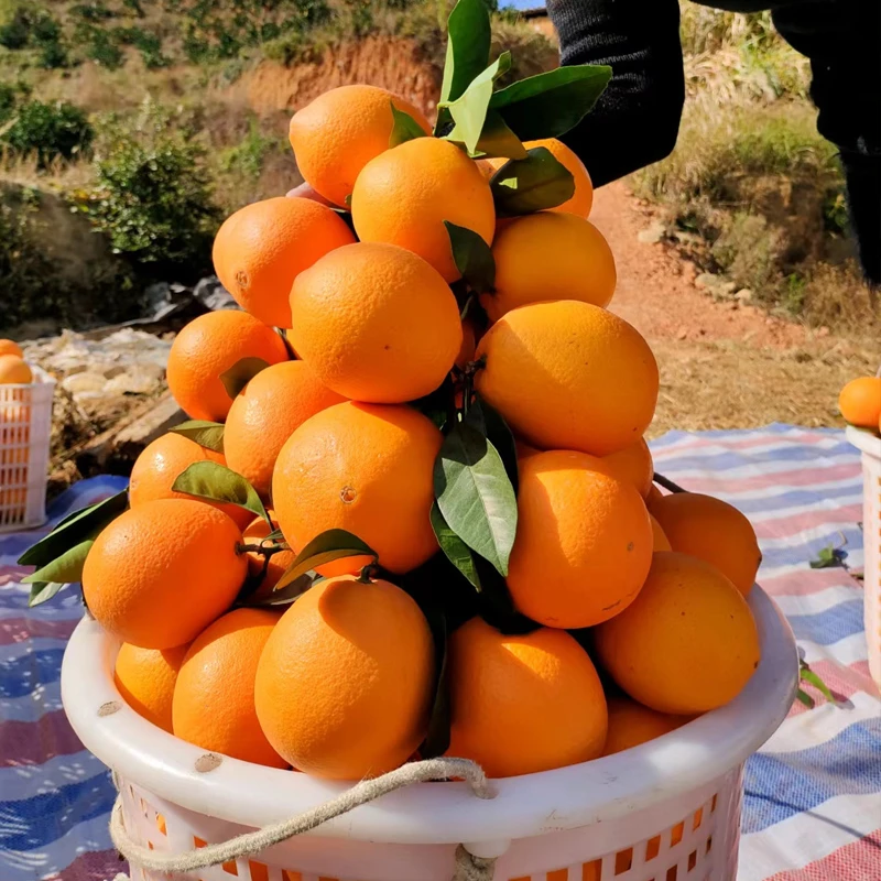 赣南脐橙正宗江西脐橙