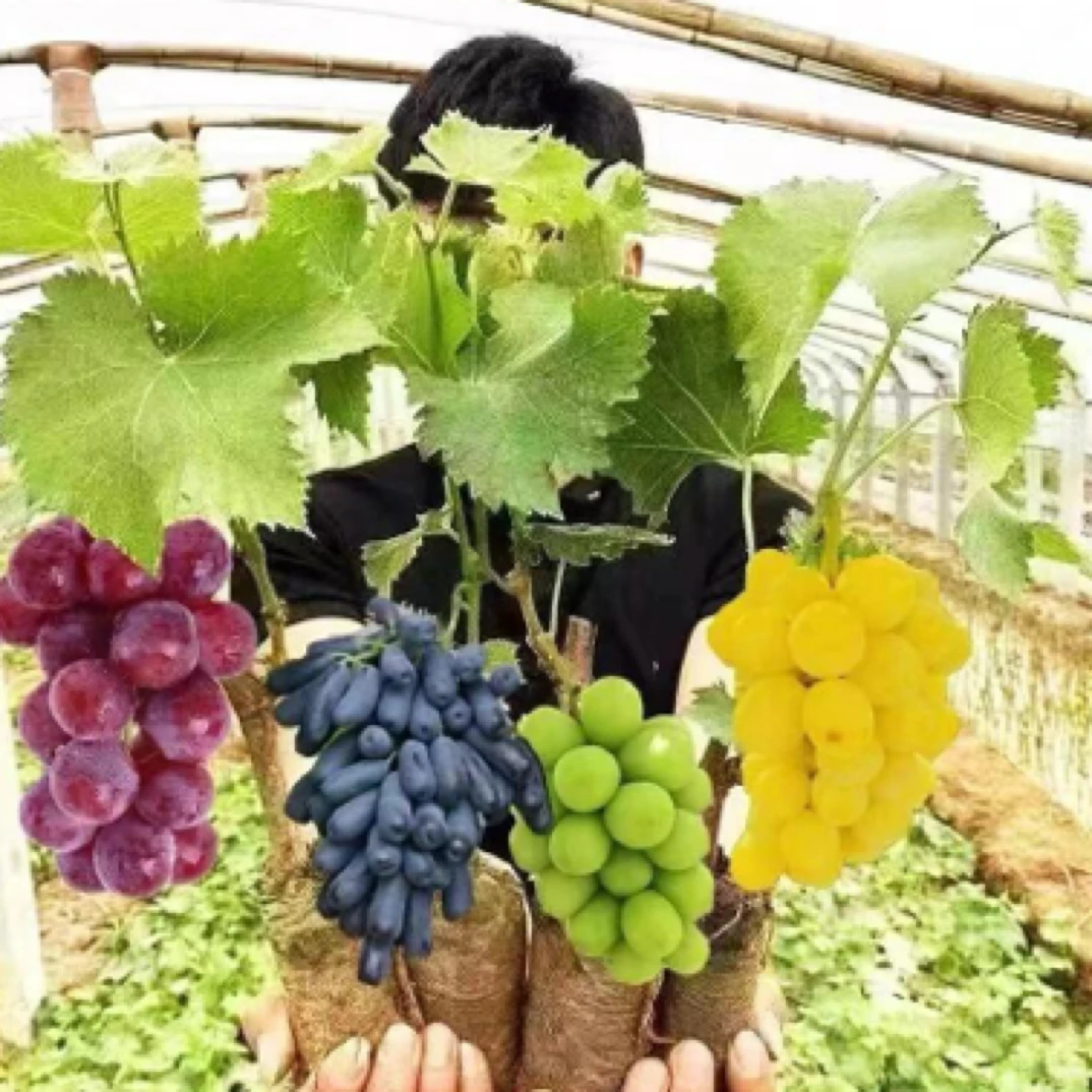 盆栽葡萄树苗阳光玫瑰巨峰妮娜皇后葡萄苗庭院地栽盆栽