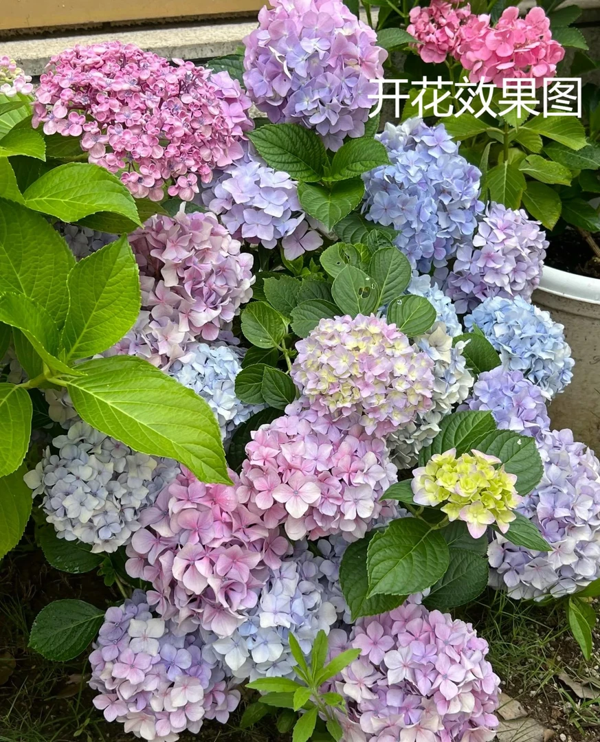 (易多梦幻)1加仑盆,爆花机器,单瓣大花绣球花适合阳台庭院种植