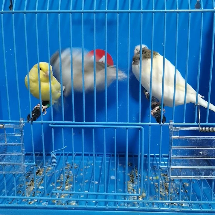 虎皮鹦鹉G****e兰科夏公一只