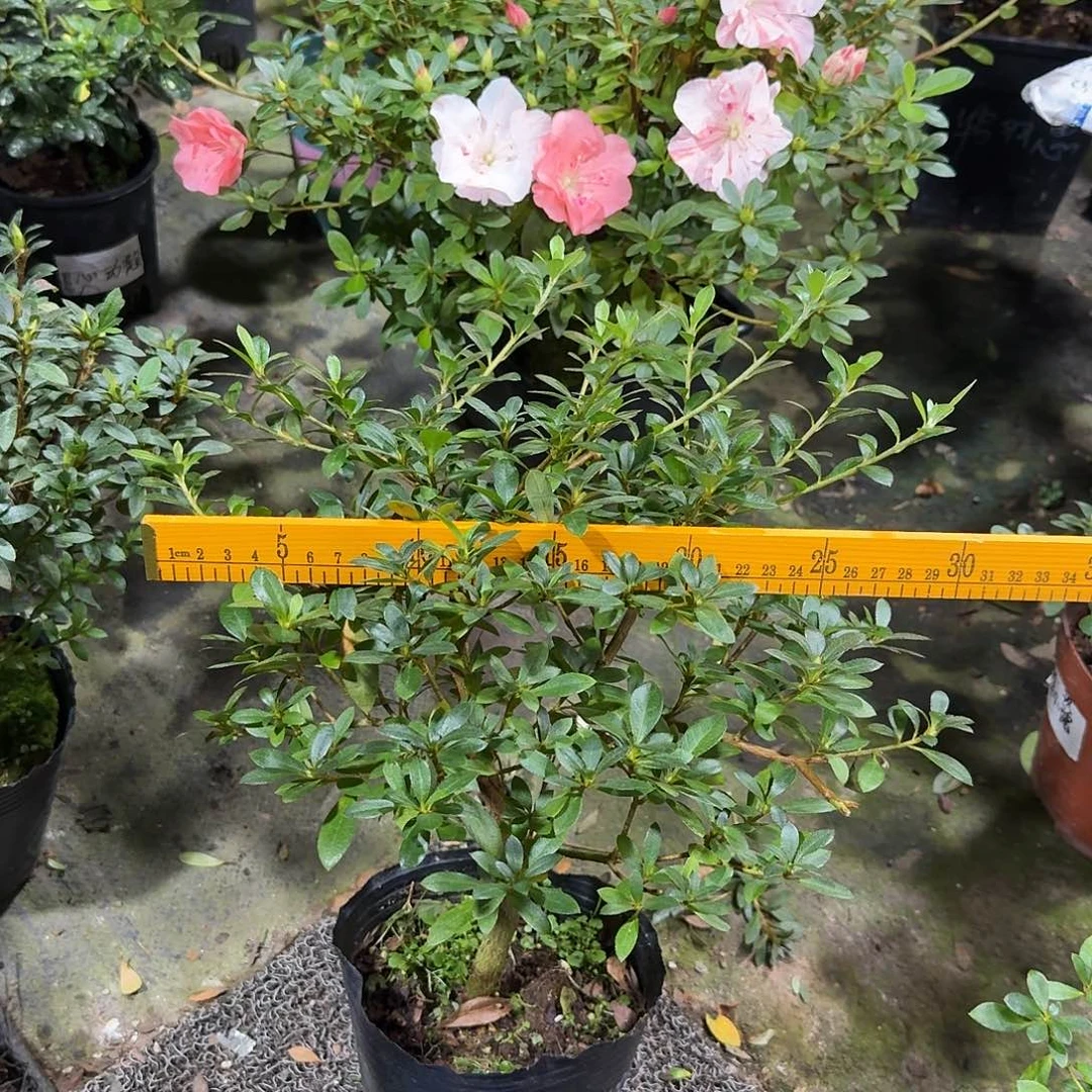 等***.完全开放樱绒杜鹃花