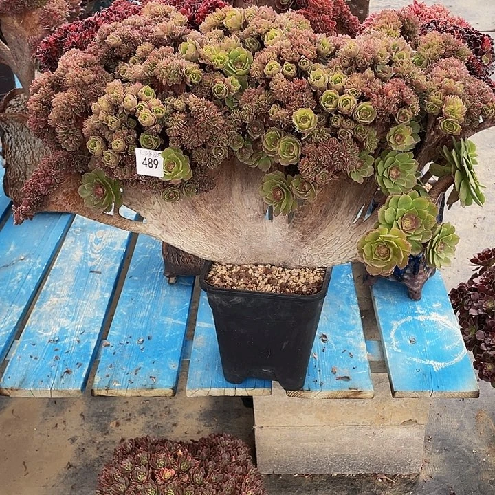 情****志489号万圣节朵朵有伤