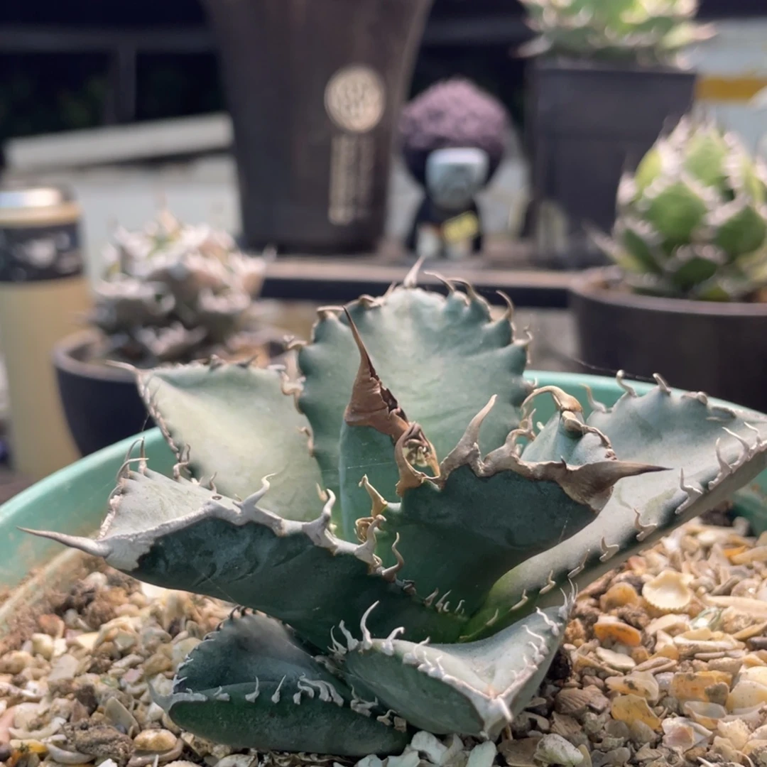 美杜莎组888888888888