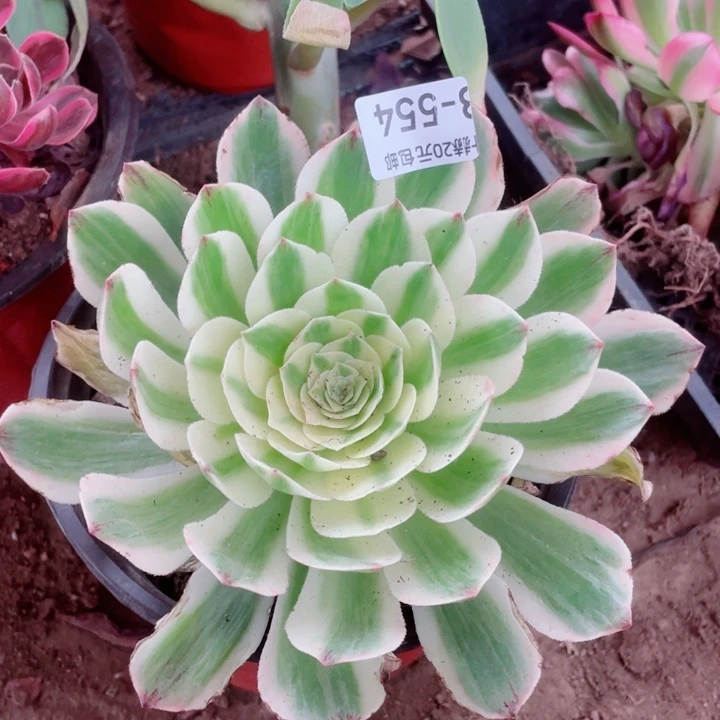 554伊丽莎白20包邮1234478