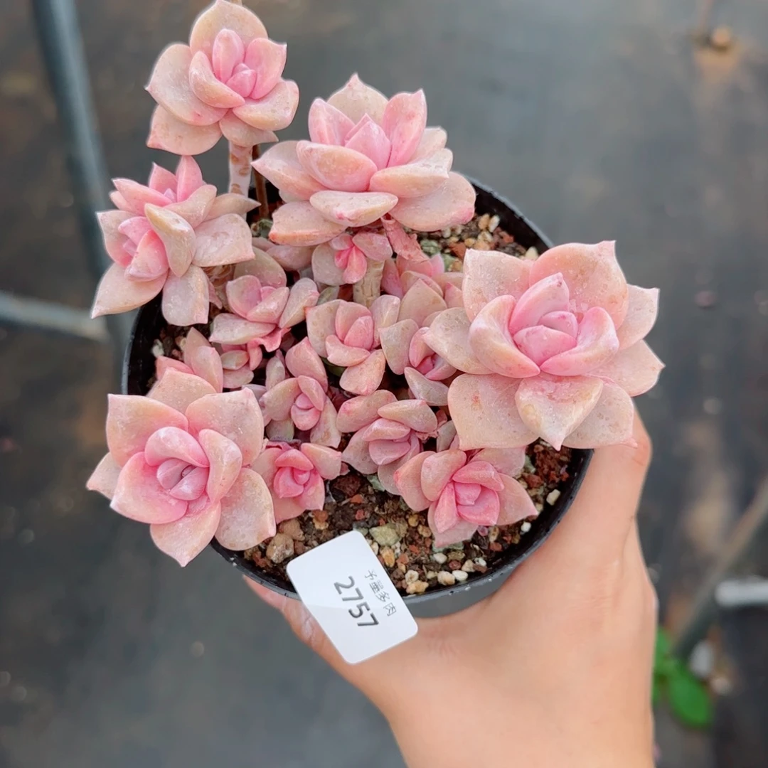 小***友彩虹糖无砍，2756多肉植物