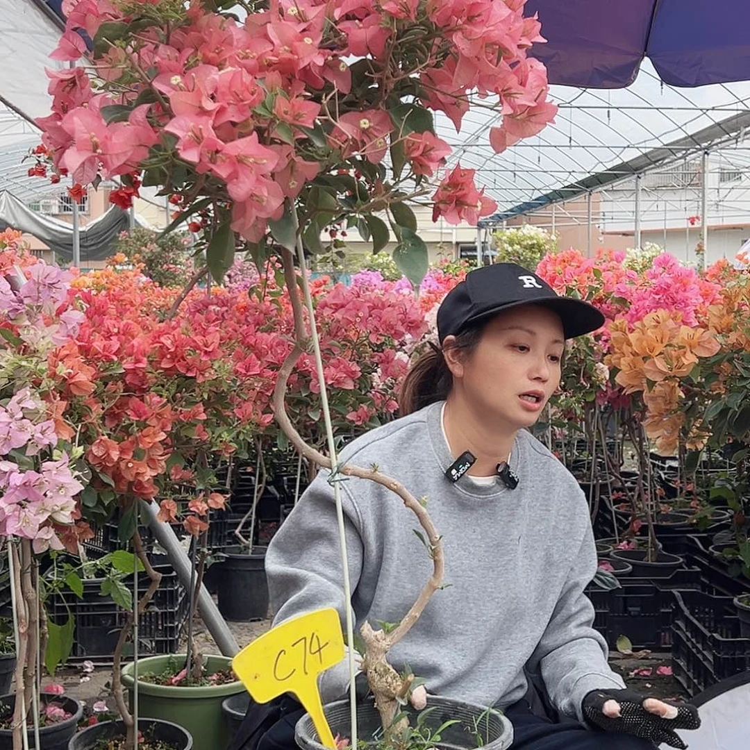 昆***提大部分花苞少量开放C74卡亚塔