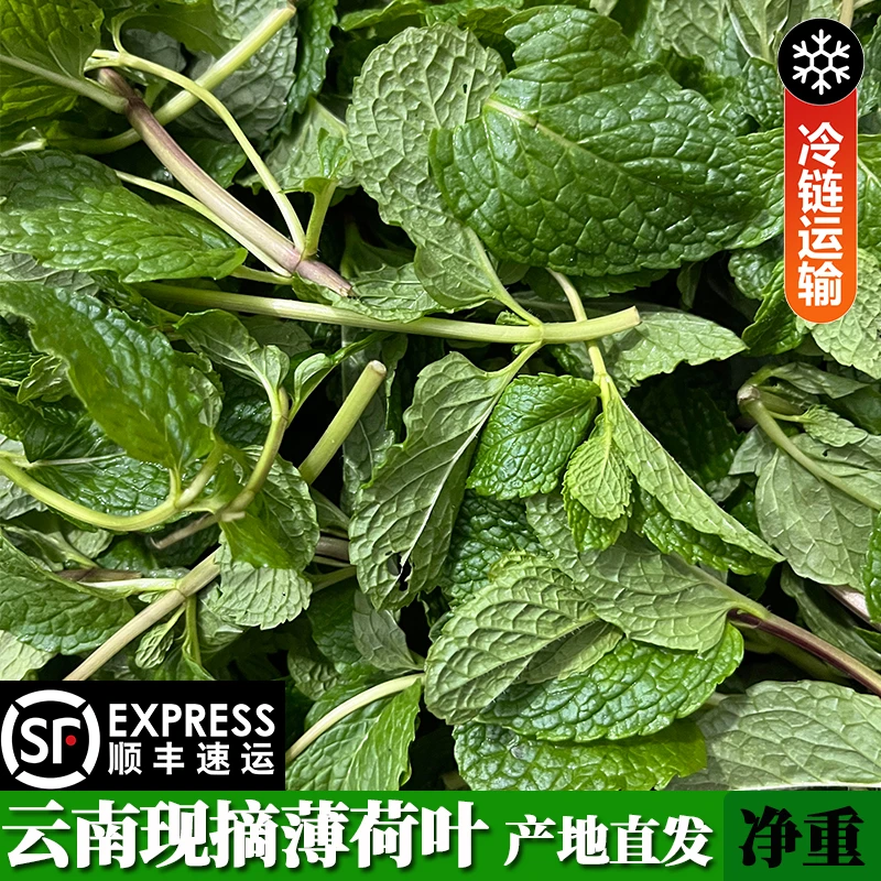 顺丰冷链包邮云南新鲜薄荷叶现摘火锅配菜米线食材皱叶留兰香蔬菜