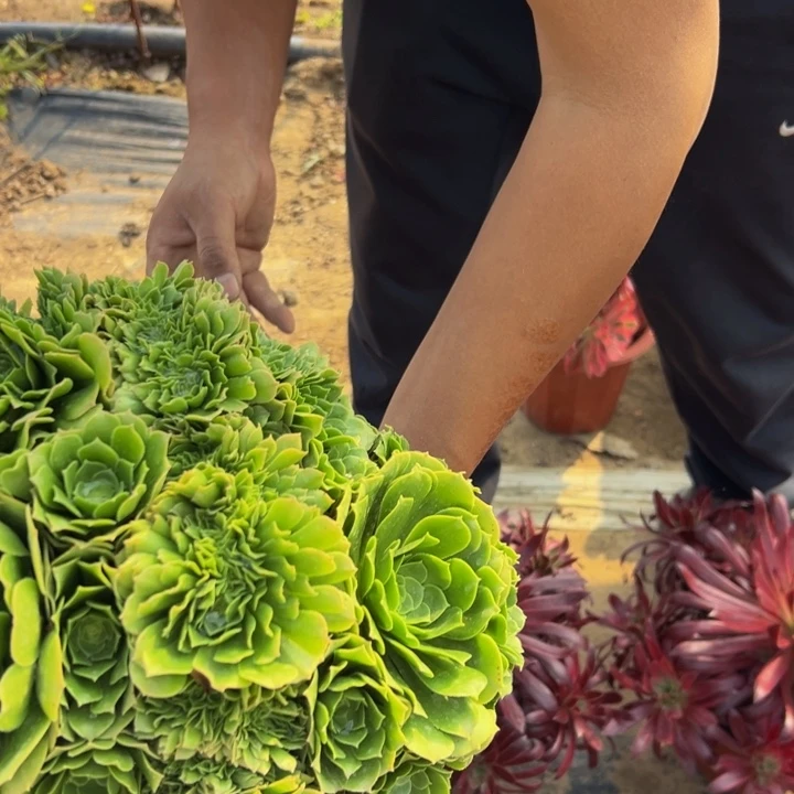 25.8绿玫瑰缀化一棵