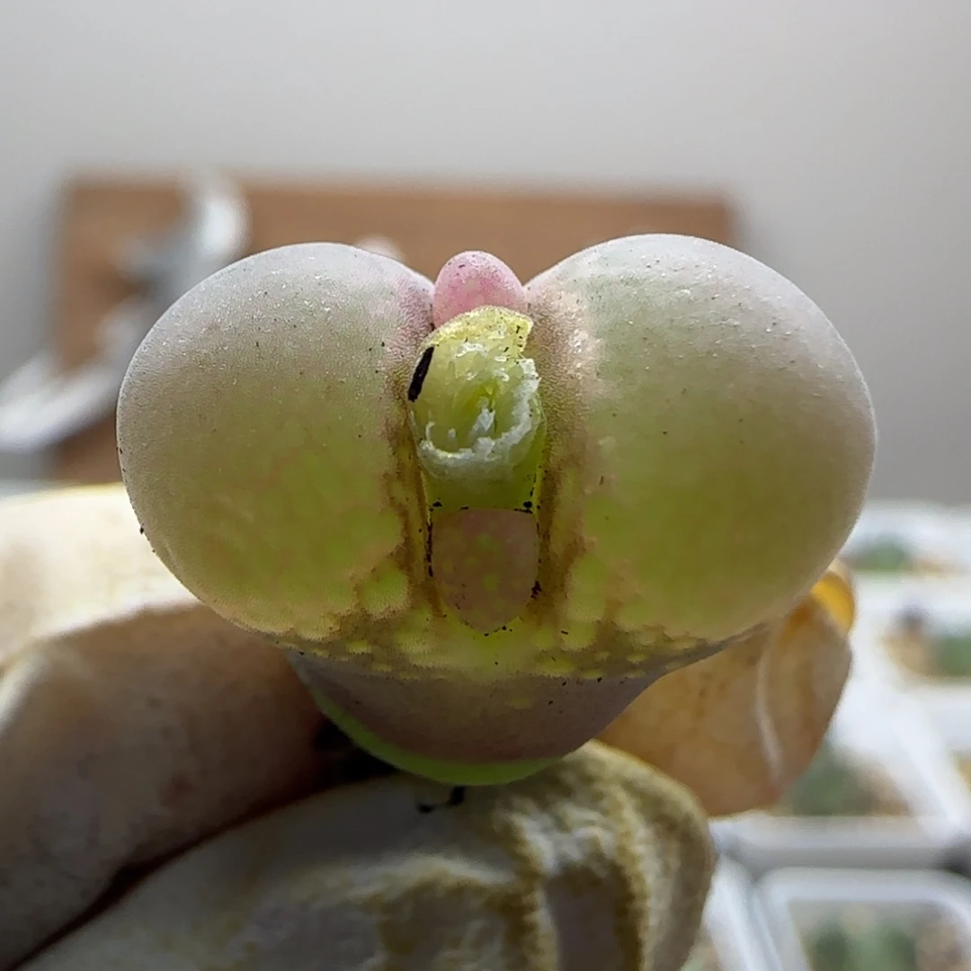 9-28-548当天满38包邮日系紫体白窗风铃1.7cm