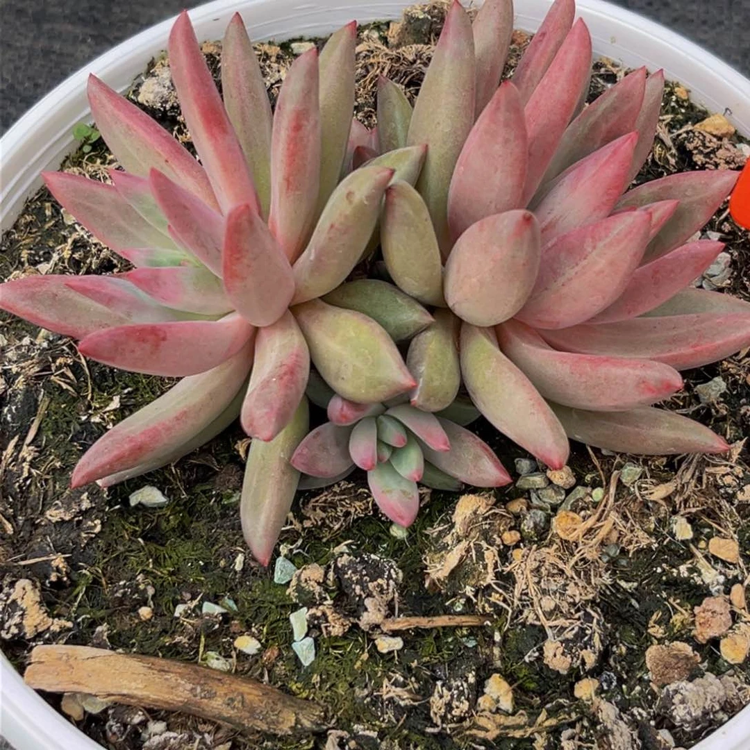 2509上午多肉植物群生