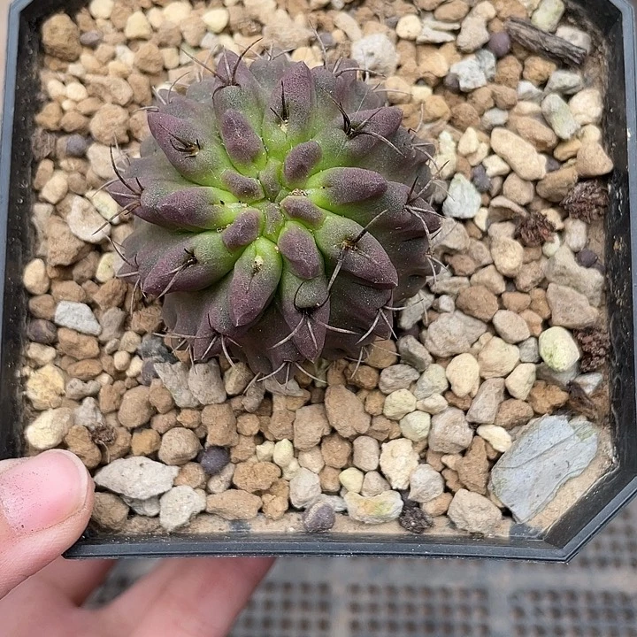 262素妆玉仙人球植物