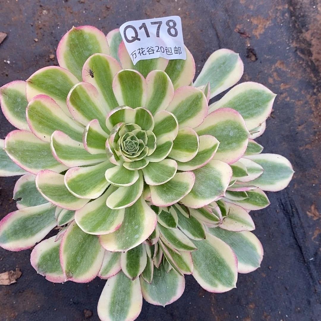 178海王多肉植物