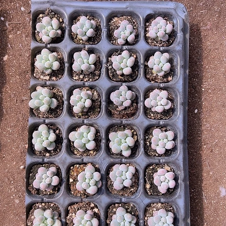 28颗一组精品小汤圆！！！！