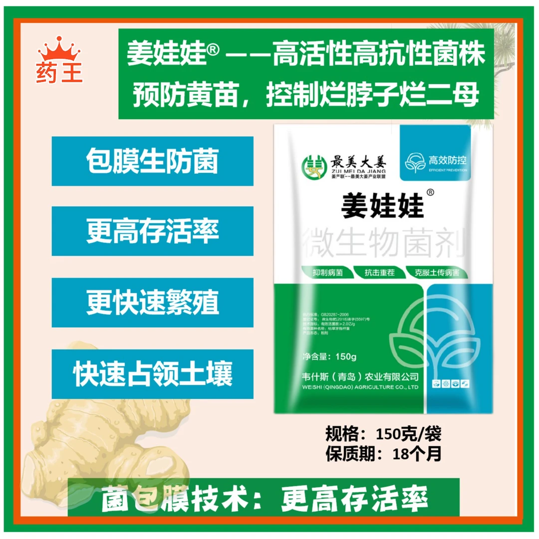 姜娃娃包膜生防菌单点灌根预防黄苗控制烂脖子烂二母