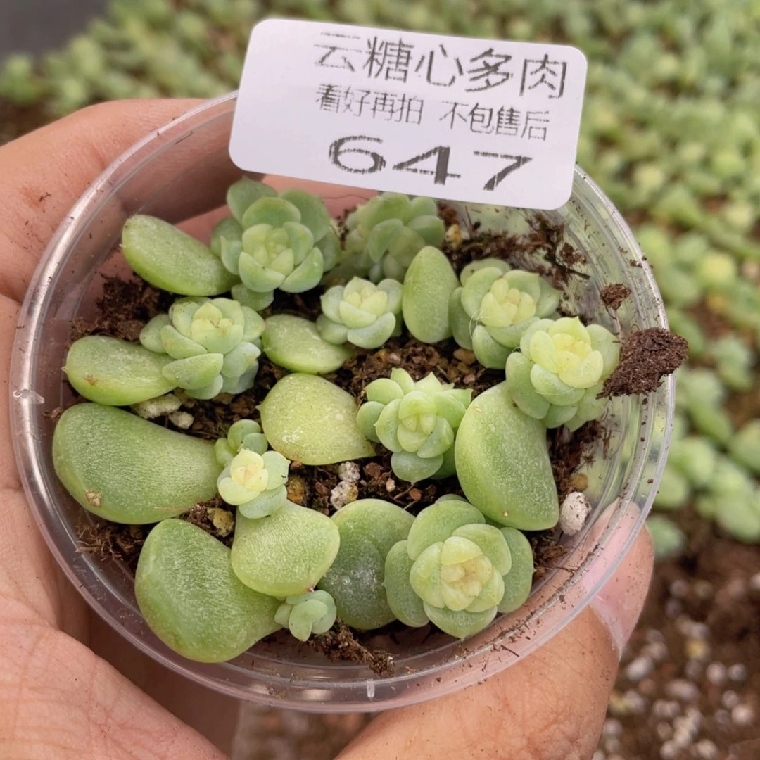 云糖心多肉植物647