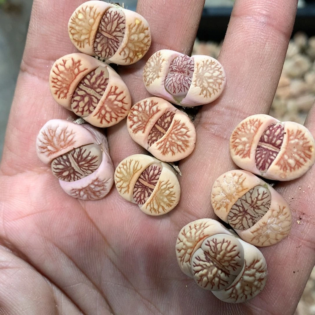 ?**屁E244多肉植物保护