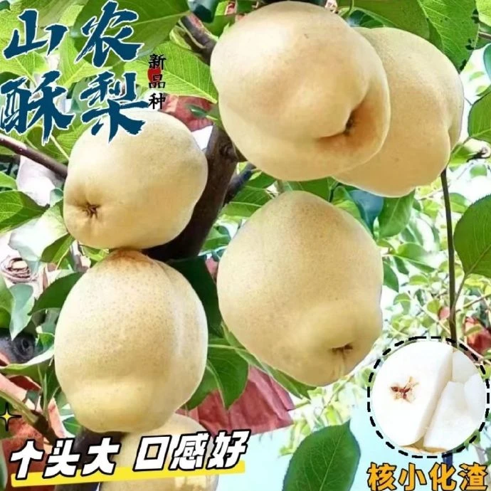 现摘现发酥梨新鲜水果果大肉厚皮薄多汁脆甜爽口 山农酥梨