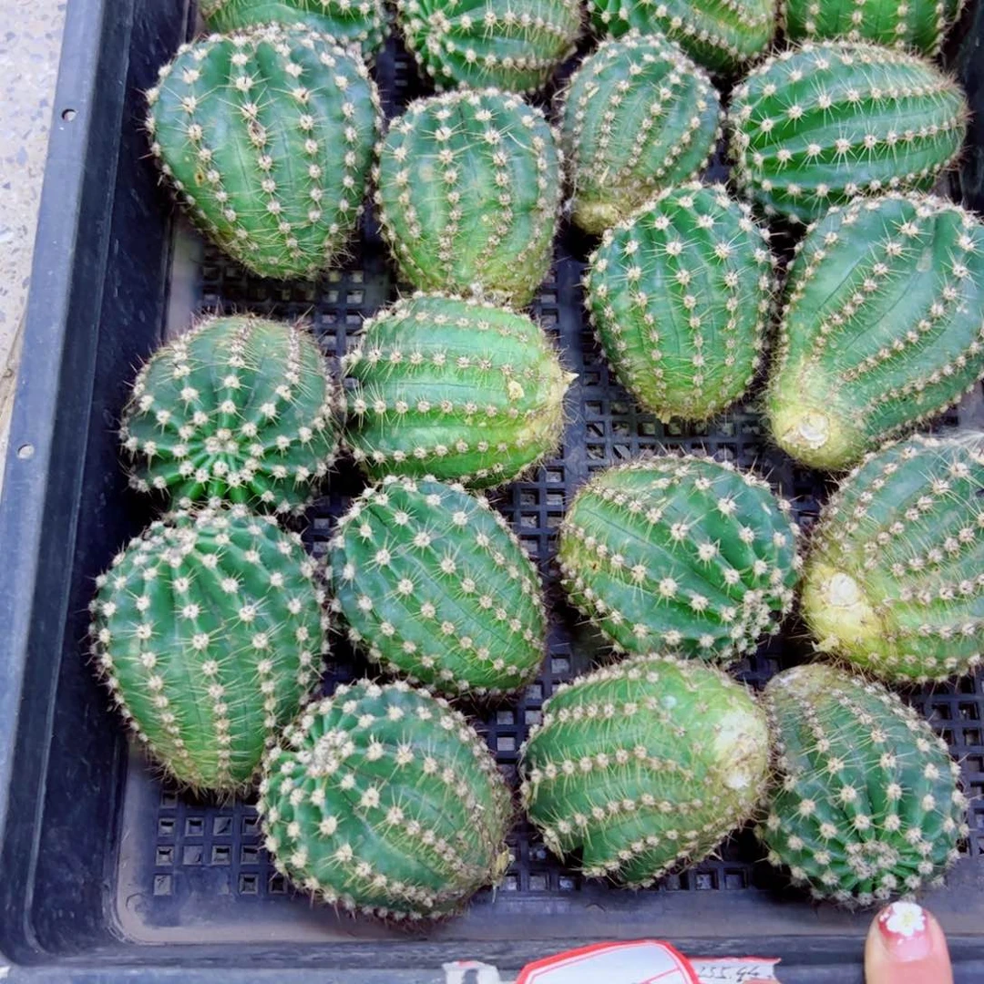 下87彩草184 歪无根侧芽4公分左右20包邮