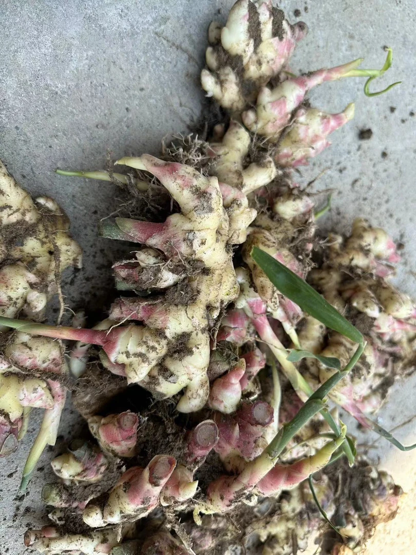 2025年云南小黄姜新姜