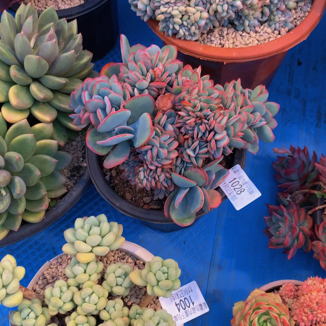 用****01028布鲁克林缀化