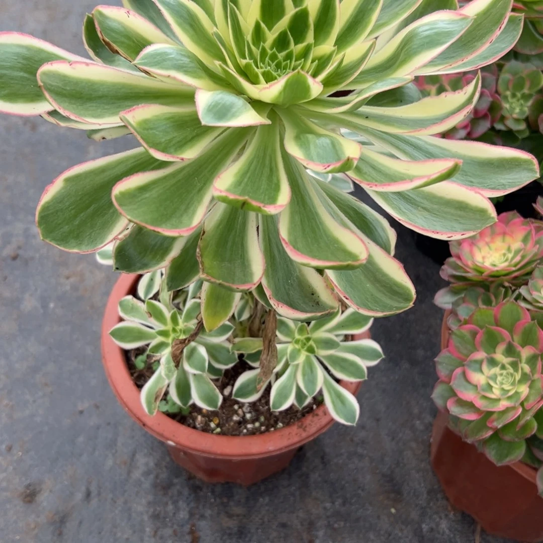 画*40青莲多肉植物系