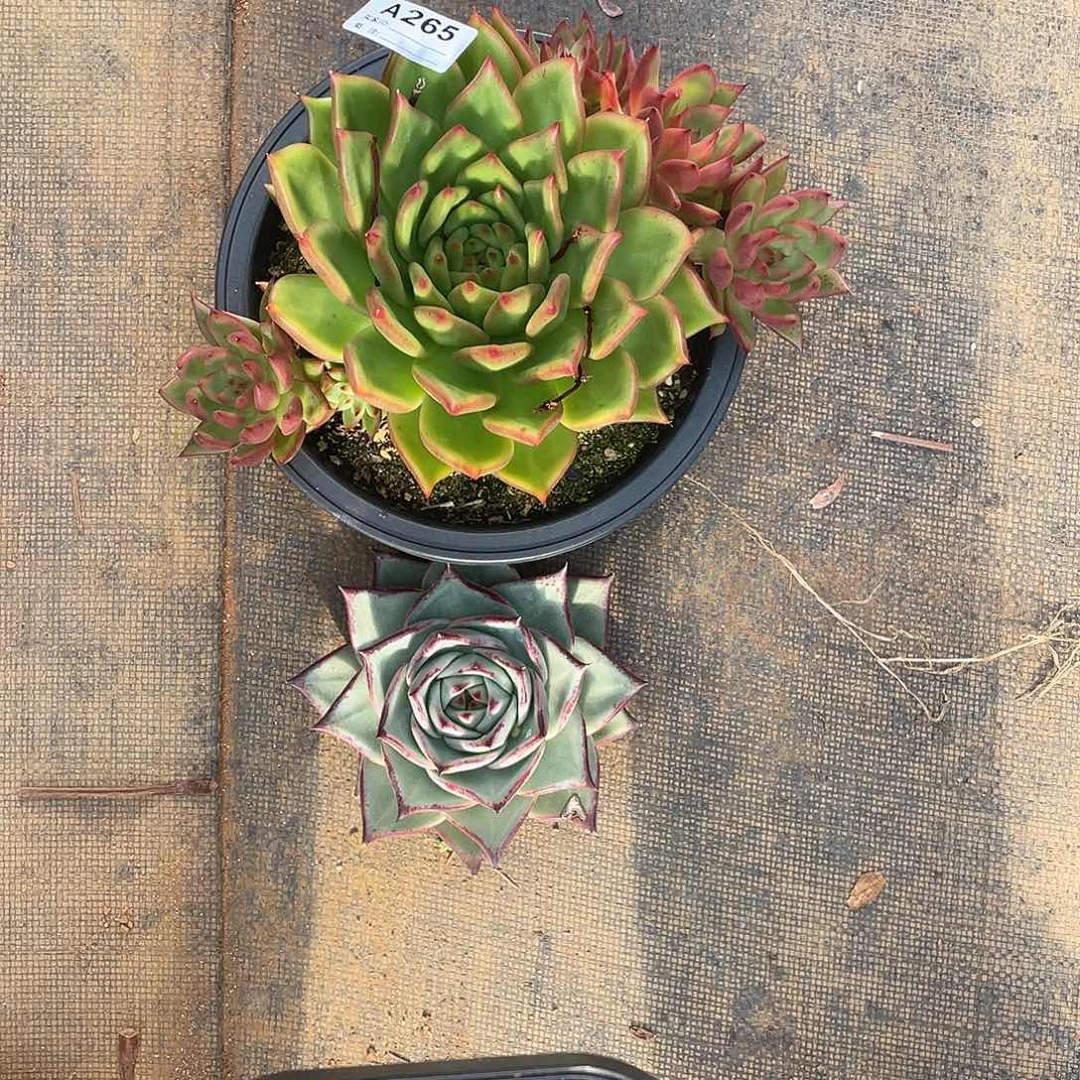 芳***芳若如东云筐拍A265