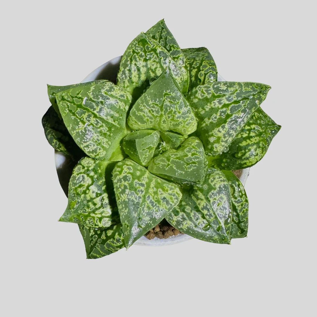 绿胖子【满18包邮】