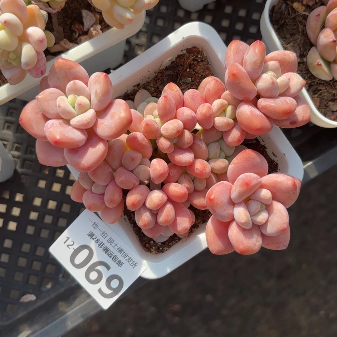 红洛神老桩多肉多肉