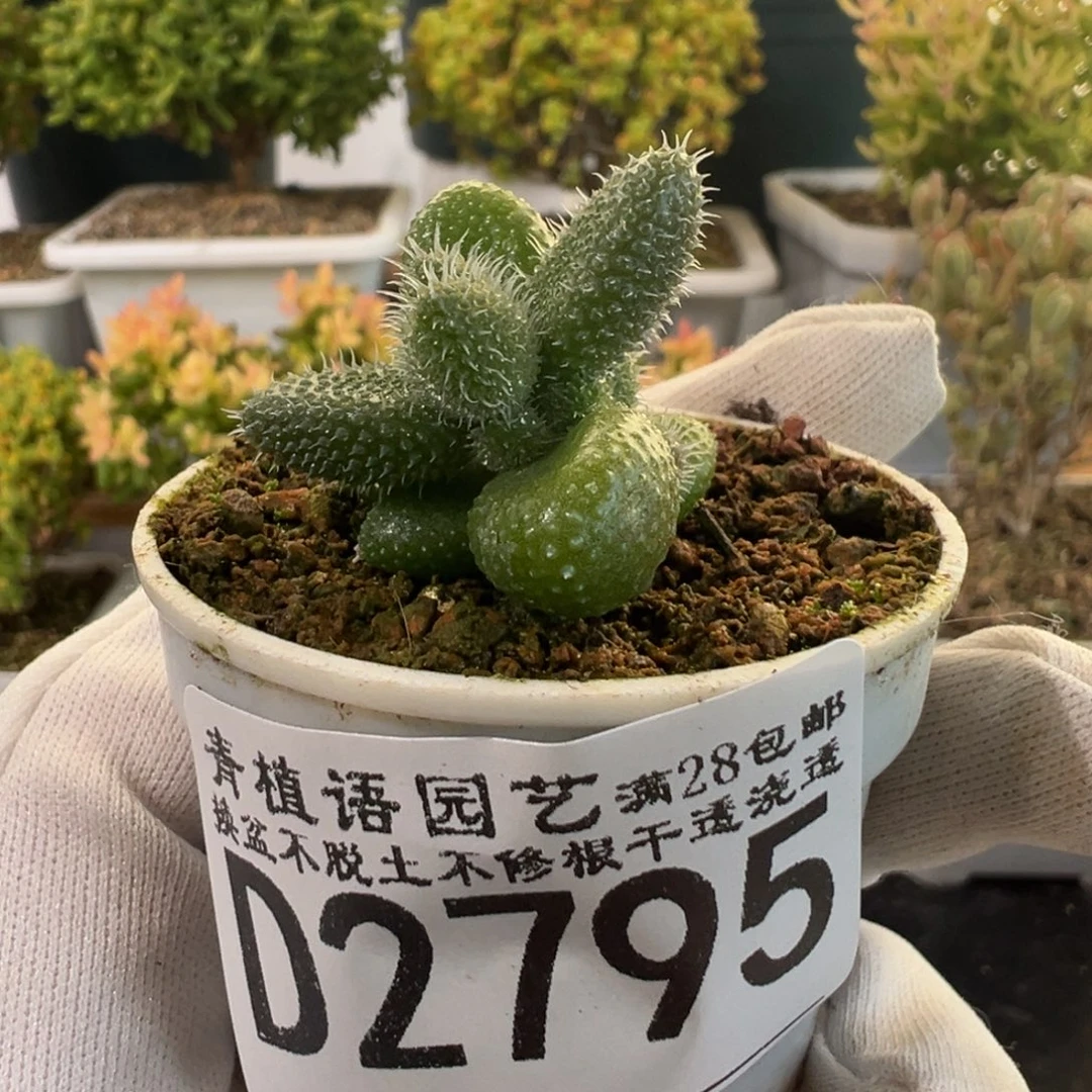 b2795小苍耳开播福利