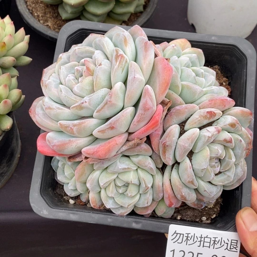 两单包邮1225-2冰玉