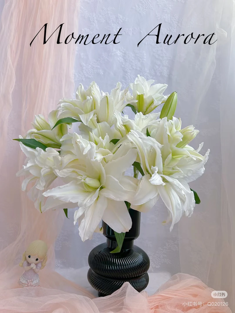 15号白雪公主重瓣多头，我要买我不售后