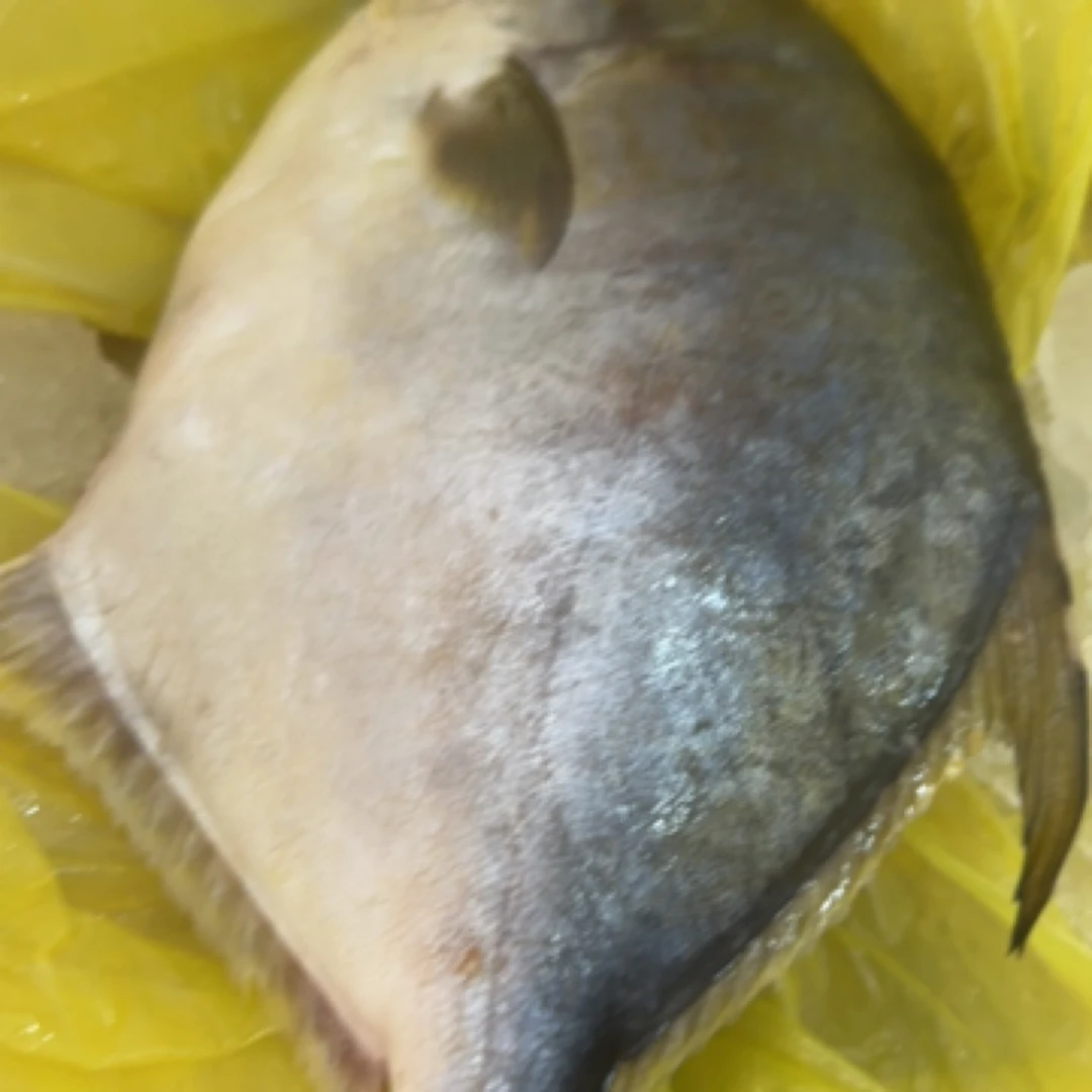 凤姐海鲜*大金昌鱼