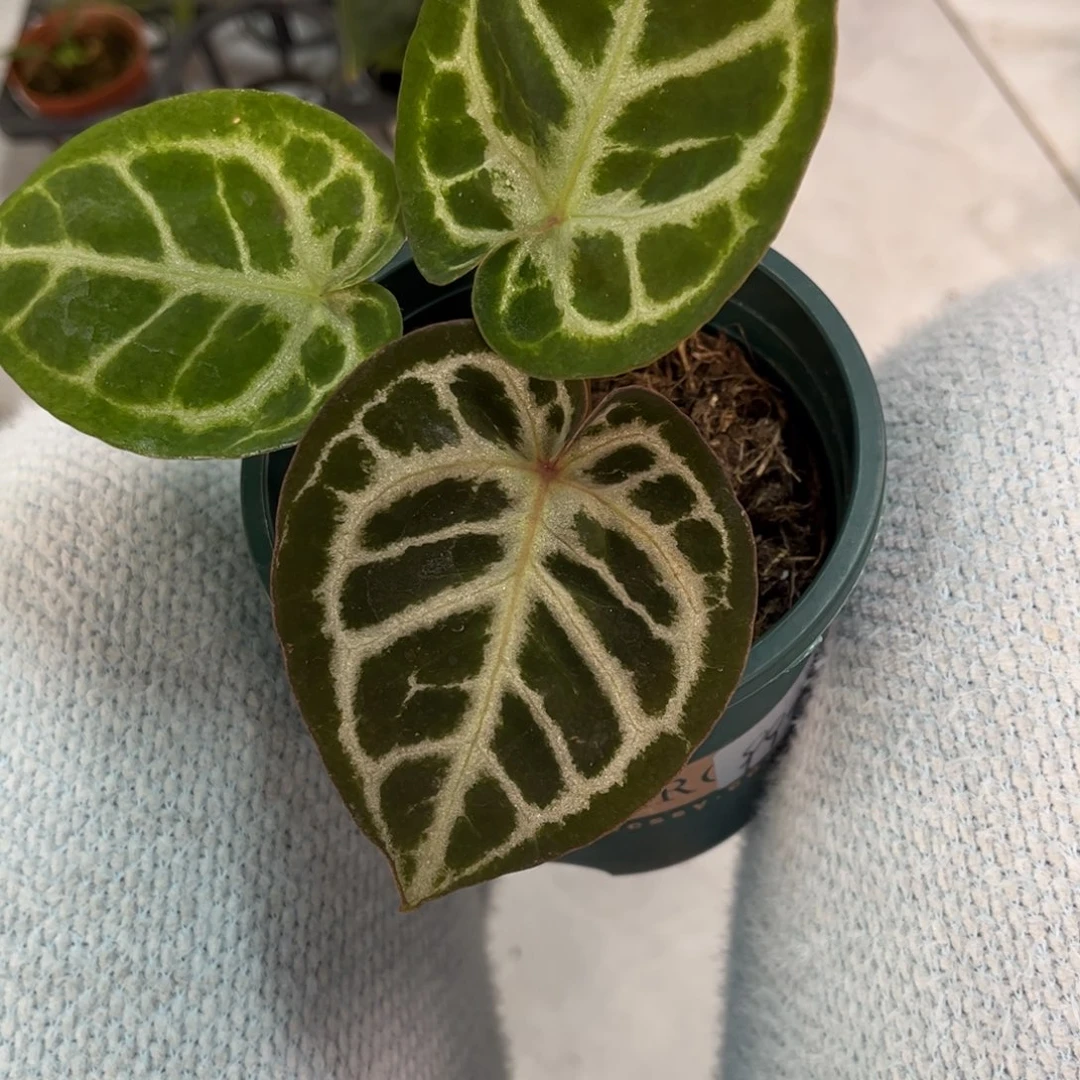 无花朵9974 神秘88杂红水晶