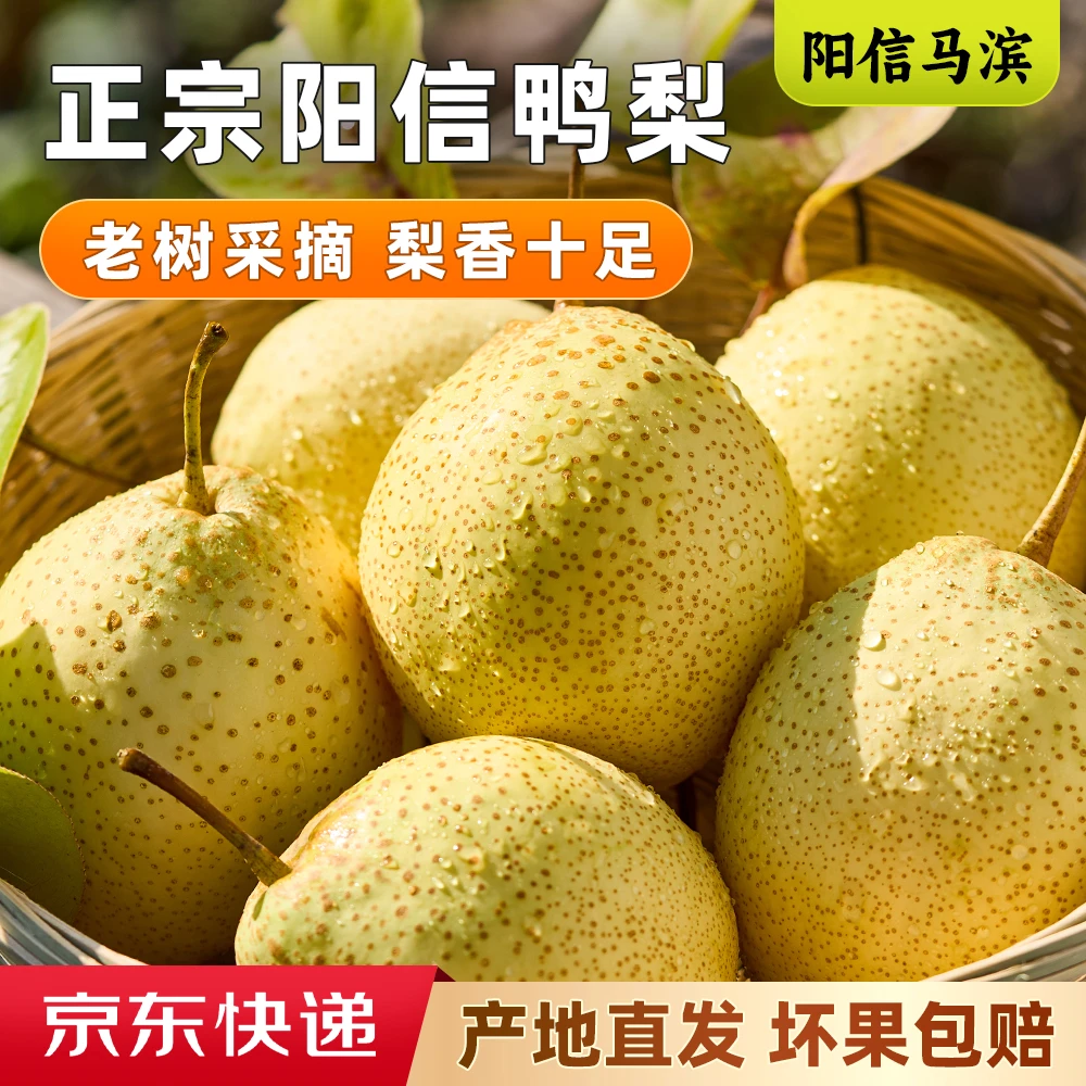 【百年老树鸭梨】正宗山东阳信鸭梨雪梨酥脆多汁皮薄核小坏果包赔