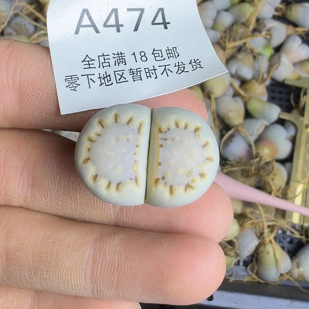 A474 哈哈哈哈哈哈哈哈