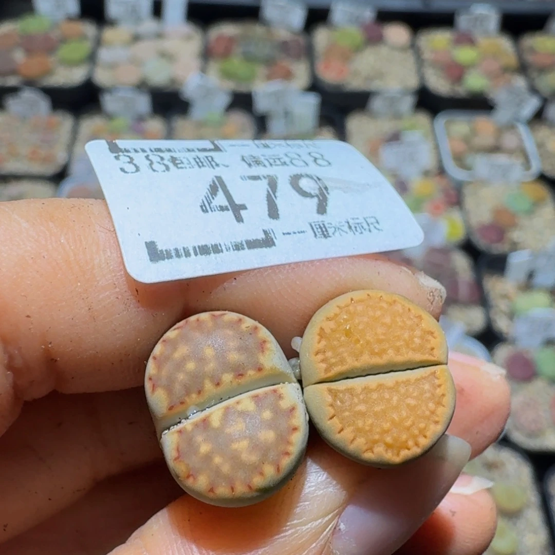 °***Ssss精品生石花479