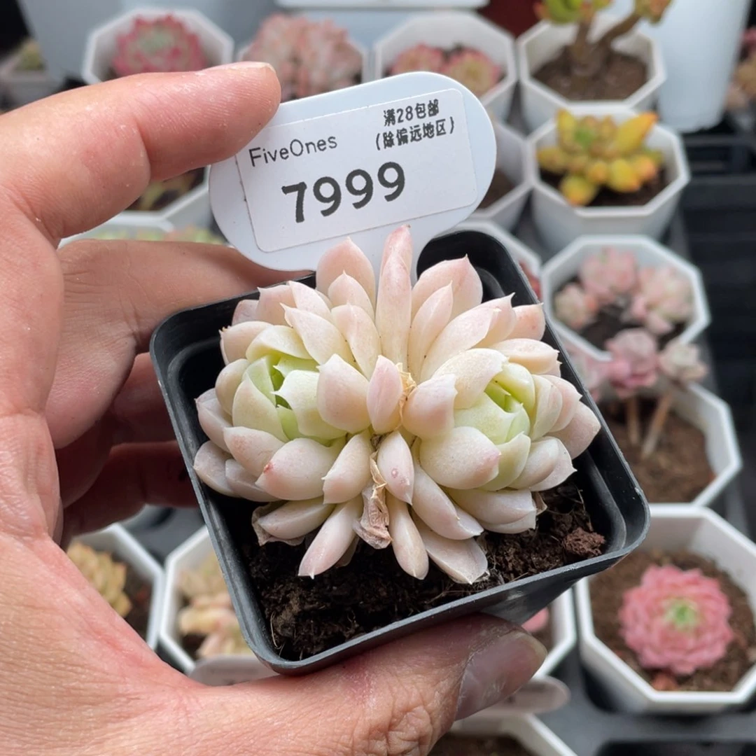 7999白月影6厘米