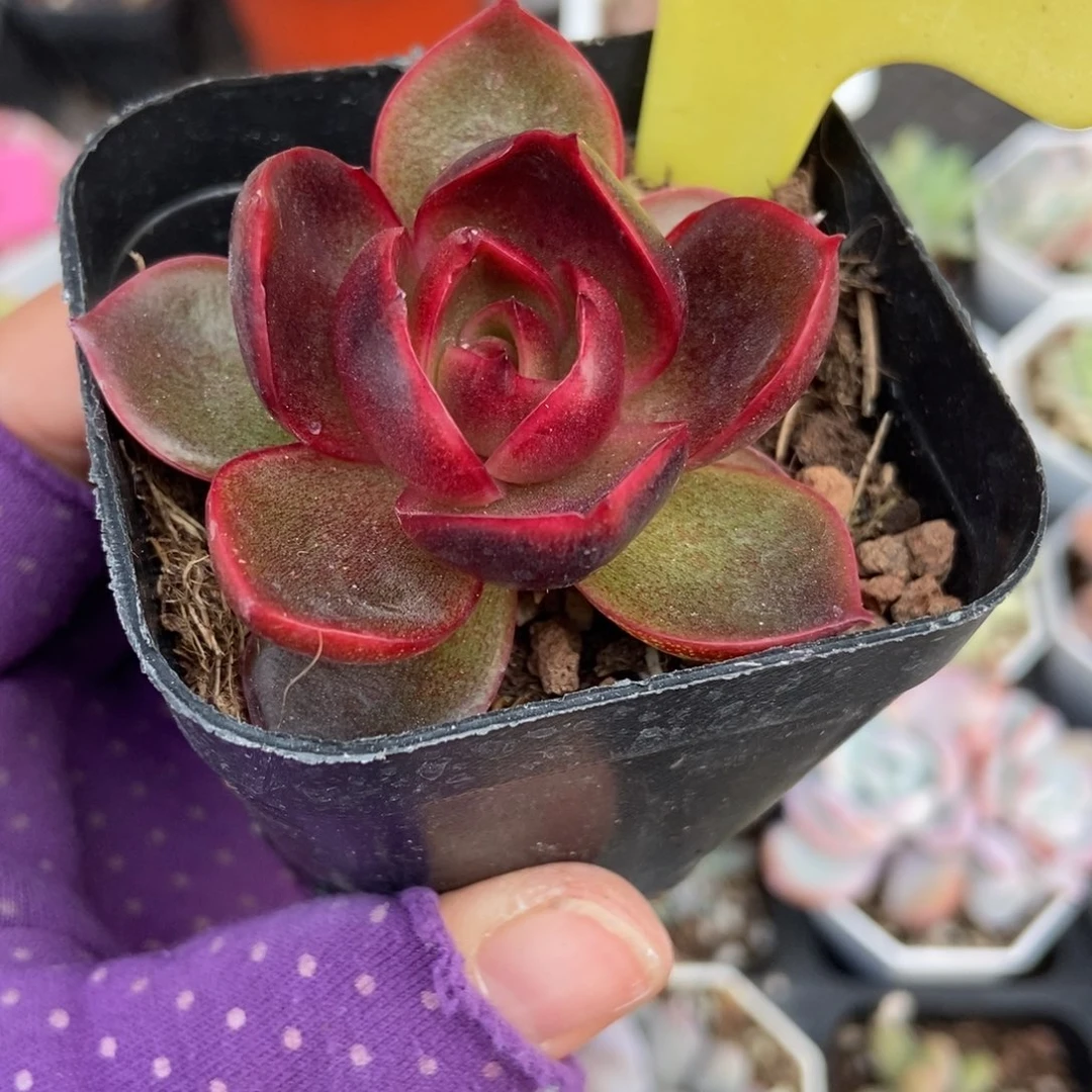 15红灯多肉植物多肉