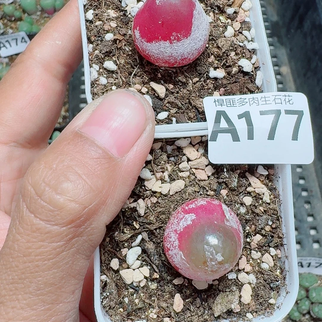 177多肉植物多肉植物