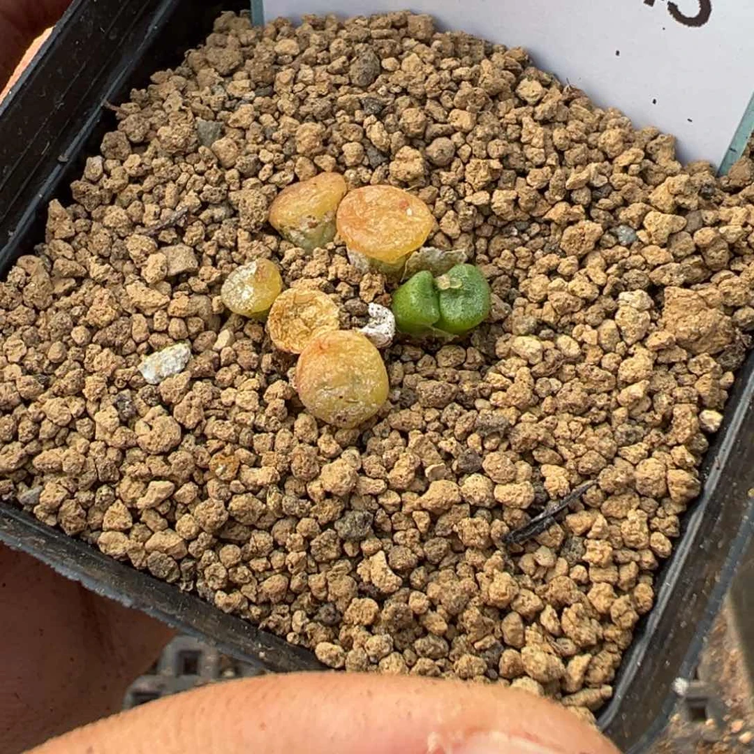 18-45ob纽扣多肉植物