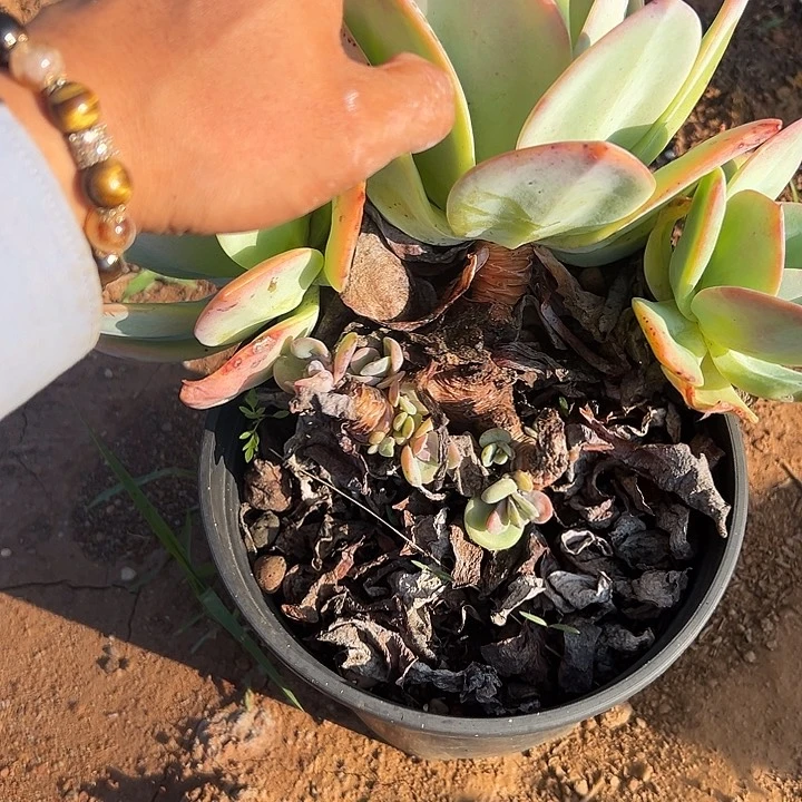 番***茄多肉植物实物直播实物399