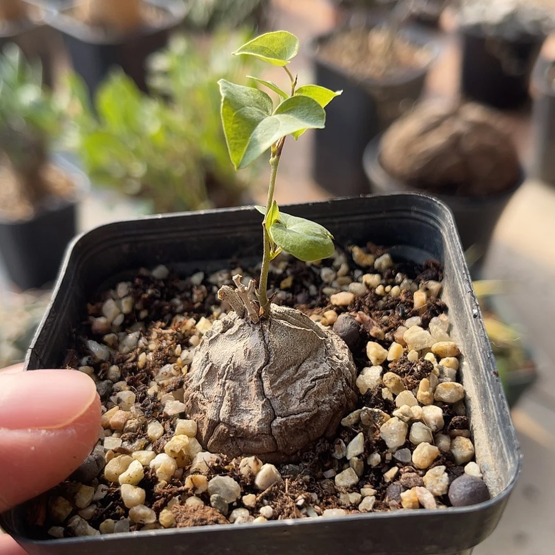 实生南非龟甲龙一物一拍