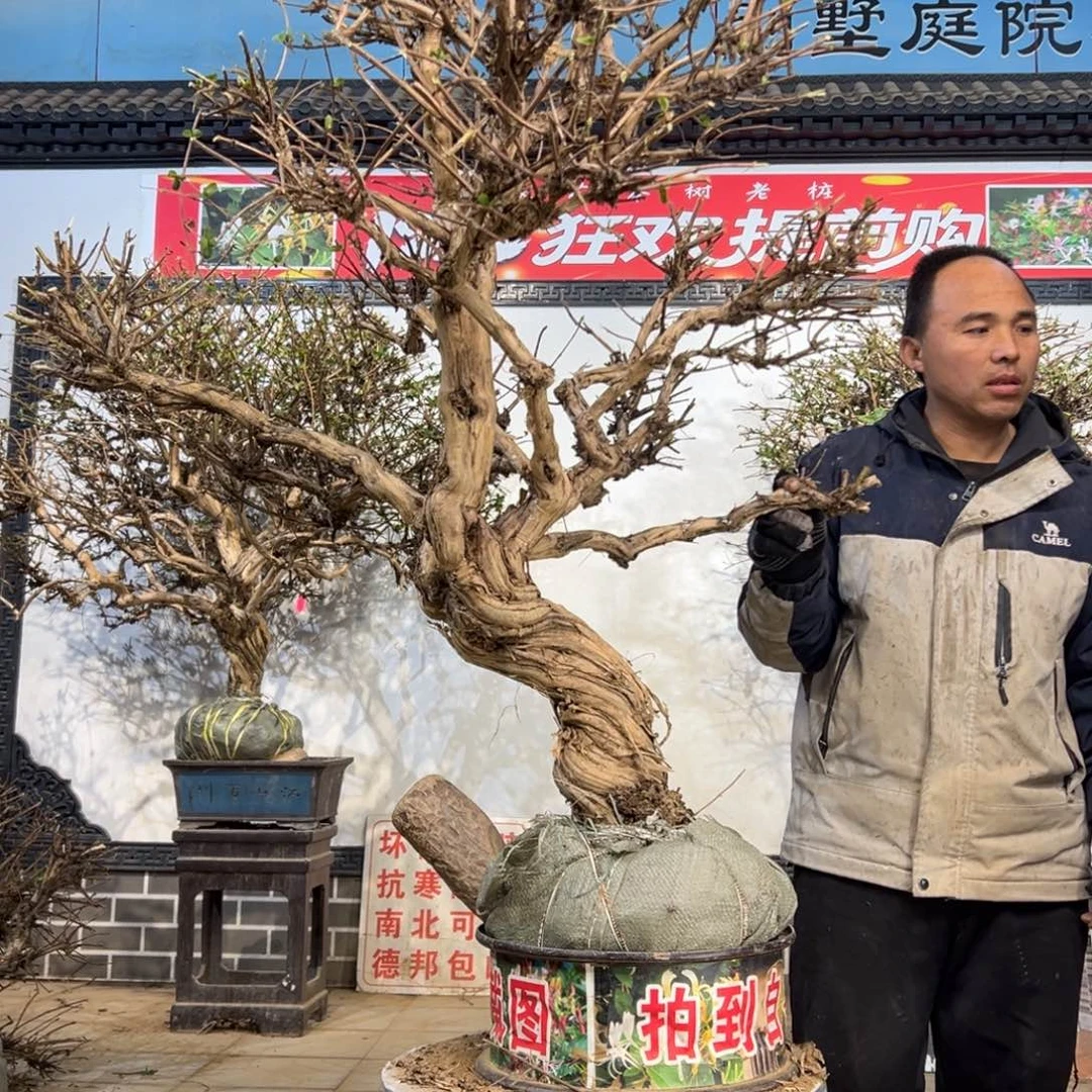 无花朵金银花558888888888