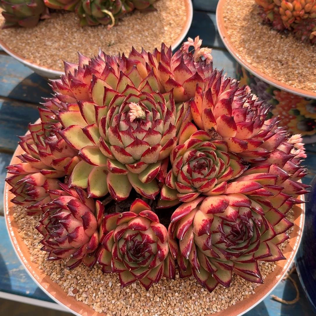 从前慢多肉精选编号0216.伊丽莎白