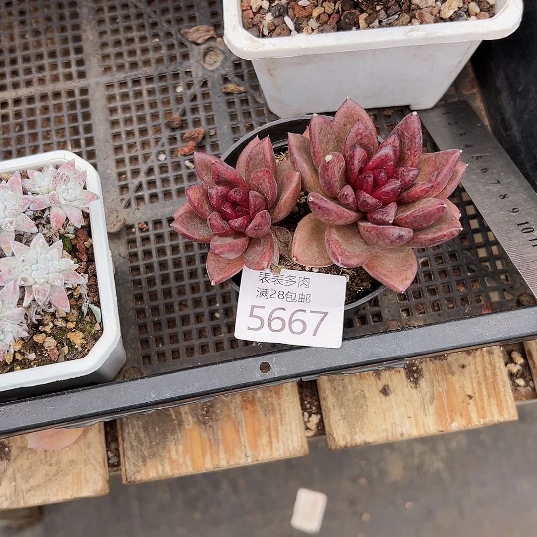 9号8**我们的确是5667