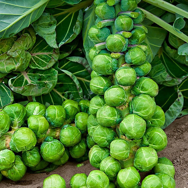 抱子甘蓝孢子甘蓝菜种子苗蔬菜种籽小头菜小包菜卷心四季蔬菜种子