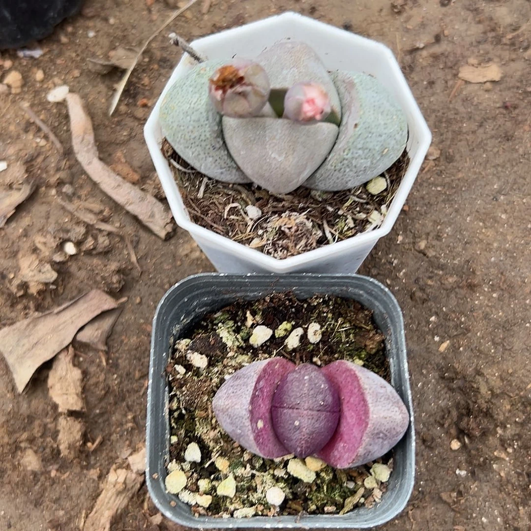 多肉植物紫帝玉绿帝玉