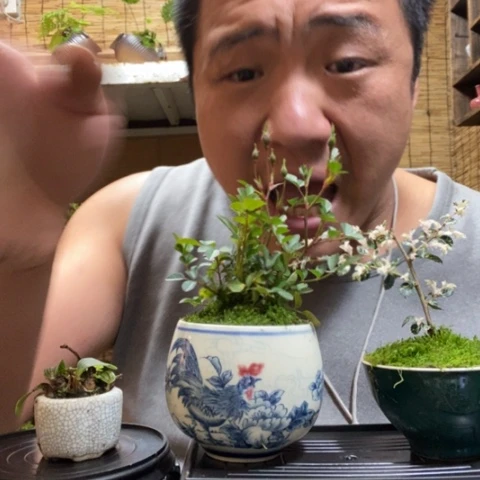 红陶一物一拍所见即所得130